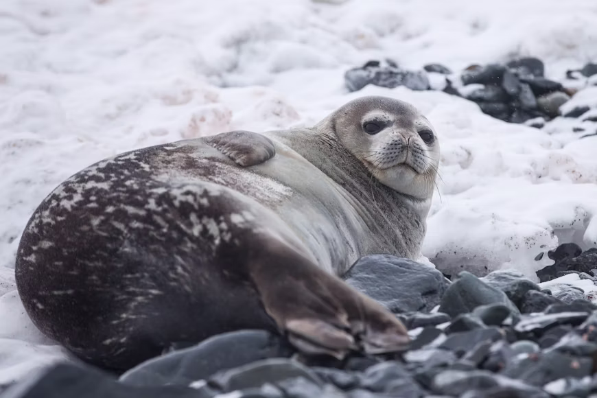 Close view of Antarctic wildlife in its natural environment