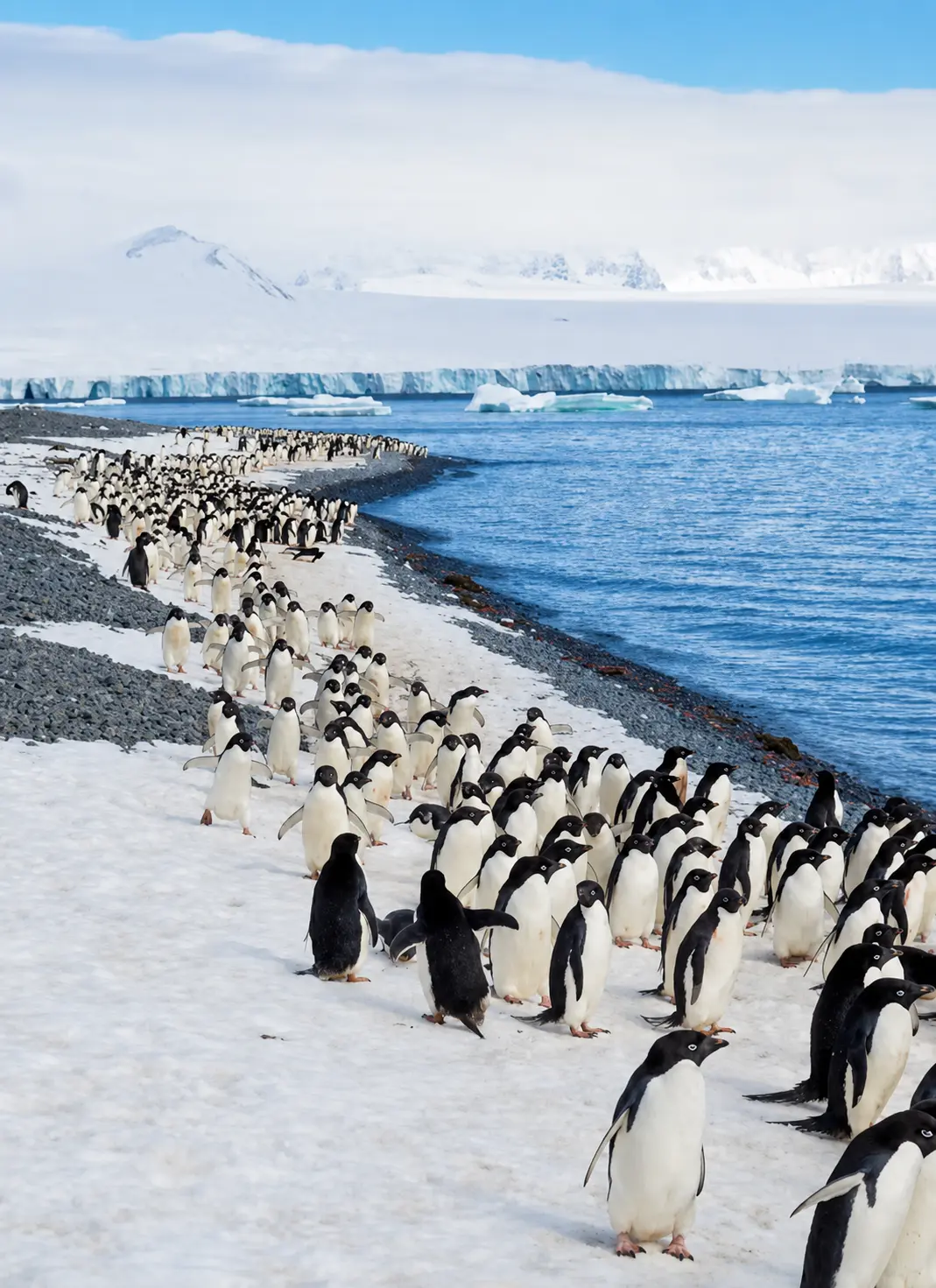Penguins in a cold southern landscape
