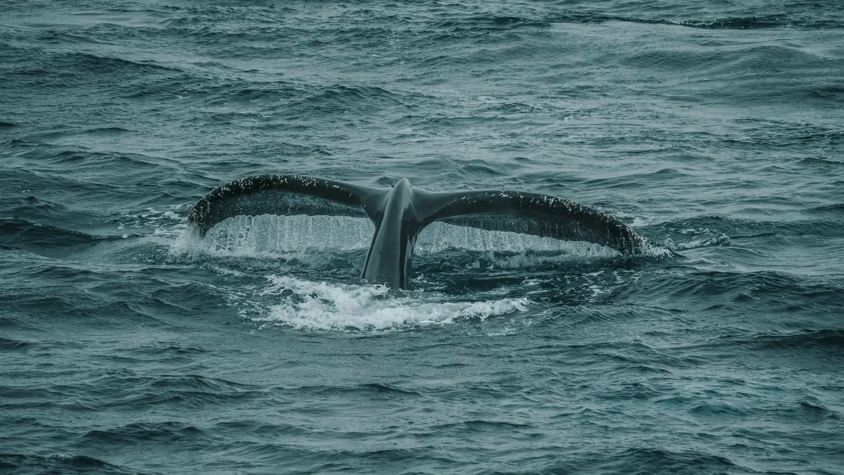 Humpback whale lifting its tail from Antarctic waters