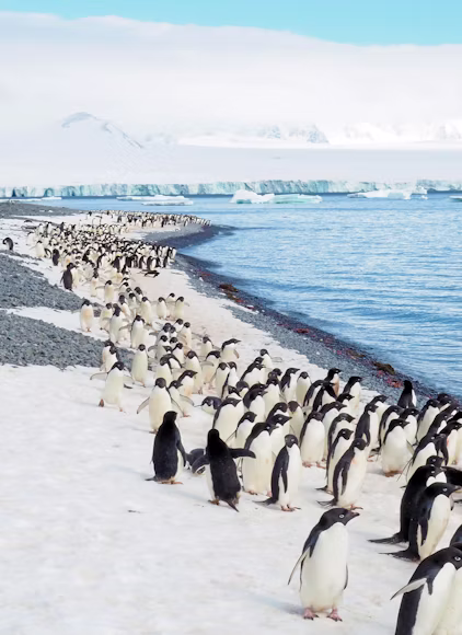 Penguins encountered during a southern expedition
